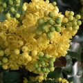  Gelb1
