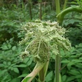 DSCF1369